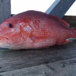 Is red snapper an expensive fish?