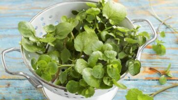 Is romaine more nutritious than kale?