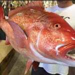 Is snapper fish good for health?