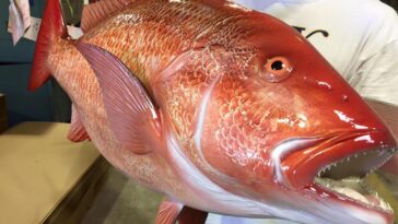 Is snapper fish good for health?