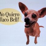 Is the Taco Bell dog still alive?