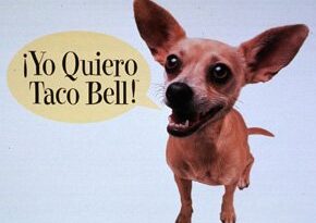 Is the Taco Bell dog still alive?