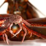 Is there a Red Lobster in Alaska?