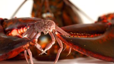 Is there a Red Lobster in Alaska?