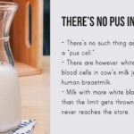 Is there blood in chocolate milk?