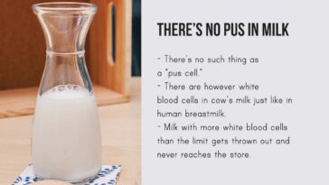 Is there blood in chocolate milk?