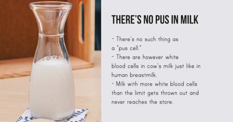 Is there blood in chocolate milk?