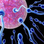 Is there vitamin D in sperm?