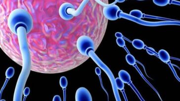 Is there vitamin D in sperm?