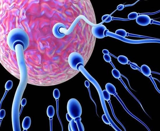 Is there vitamin D in sperm?