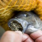 Is tilapia a dirty fish?