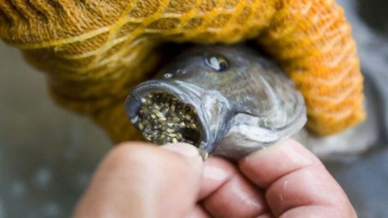 Is tilapia the worst fish to eat?