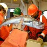 Is wild-caught pollock good for you?