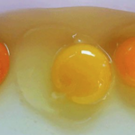 Should egg yolk be yellow or orange?