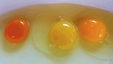 Should egg yolk be yellow or orange?