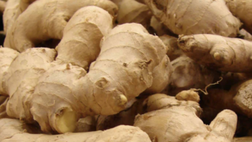 Should ginger be refrigerated?