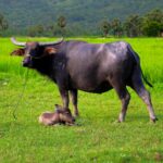 What Buffalo is famous?