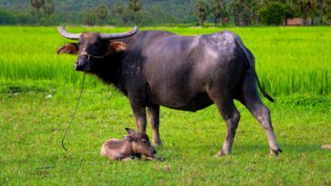 What Buffalo is famous?