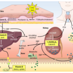 What Vitamin slows metabolism?