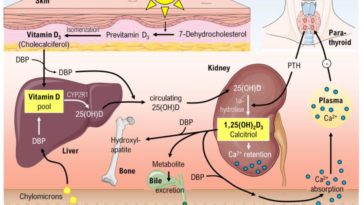 What Vitamin slows metabolism?