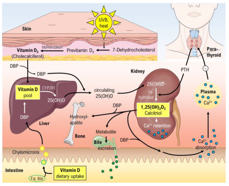 What Vitamin slows metabolism?