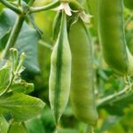 What are 3 ways you can eat peas?