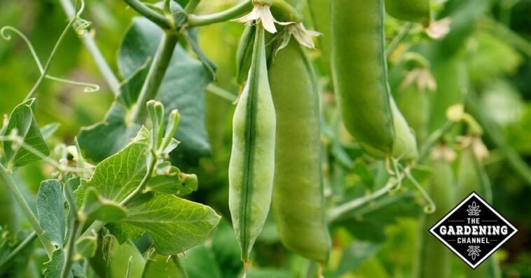 What are 3 ways you can eat peas?