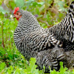 What are black and white striped chickens called?