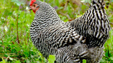 What are black and white striped chickens called?