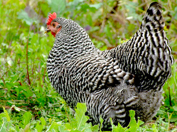 What are black and white striped chickens called?