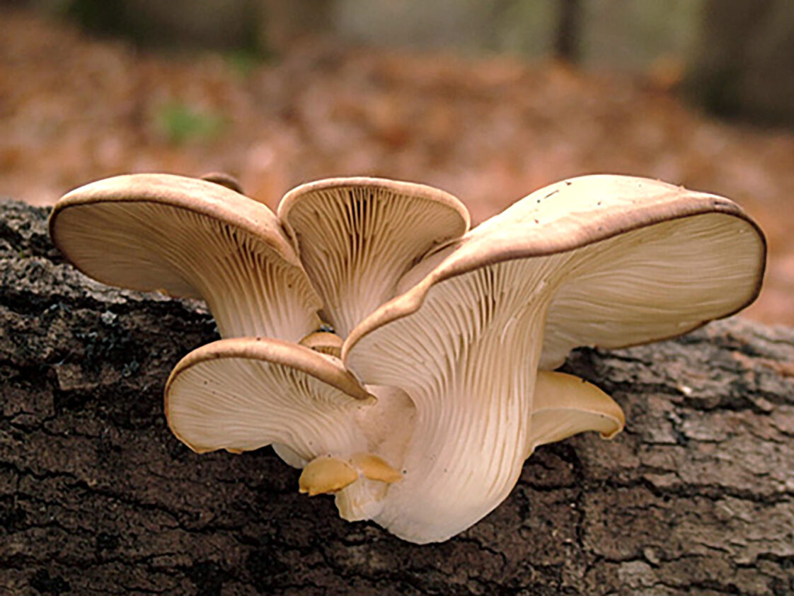 What are functional mushrooms?