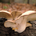 What are functional mushrooms?