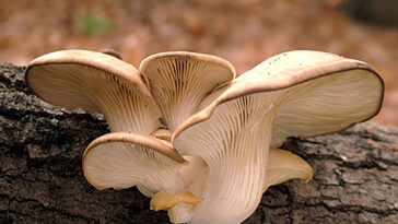 What are functional mushrooms?