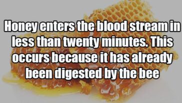 What are some fun facts about food?