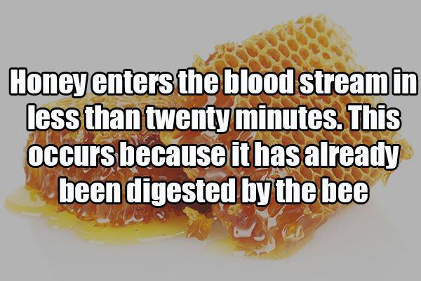 What are some fun facts about food?