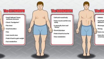 What are the 3 female body types?