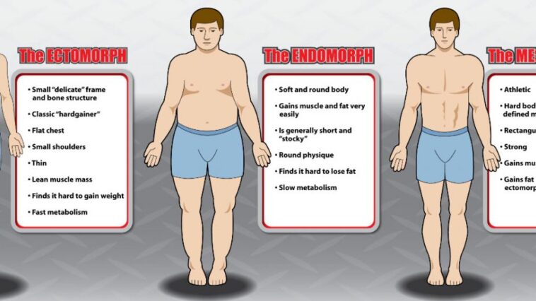 What are the 3 female body types?