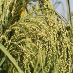 What are the 5 millets?