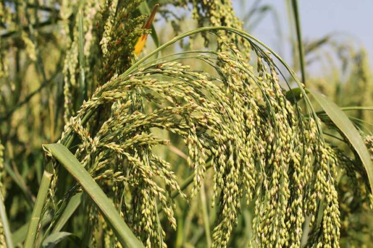 What are the 5 millets?