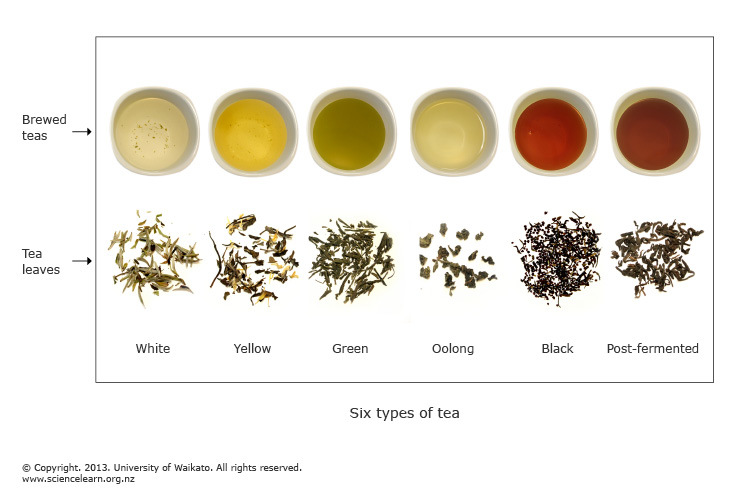 What are the 6 main types of tea?