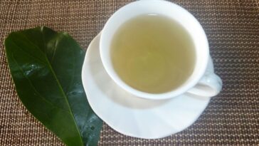 What are the benefits of drinking boiled avocado leaves?