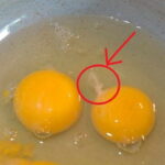 What are the disadvantages of egg yolk?