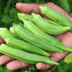 What are the side effects of eating okra?