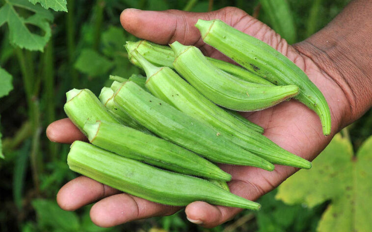What are the side effects of eating okra?
