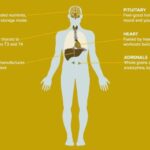 What are the signs of a fast metabolism?