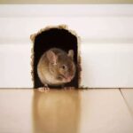 What are the signs of rodent infestation?