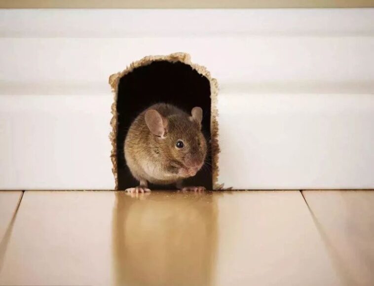 What are the signs of rodent infestation?