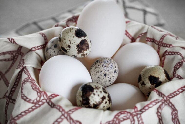 What are the three types of eggs?