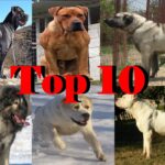 What are the top 10 best pies?