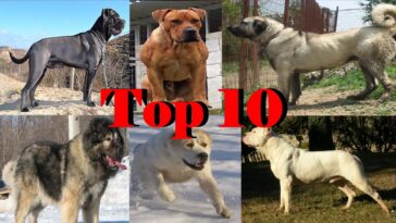 What are the top 10 best pies?